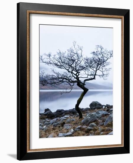 Solitary Tree on the Shore of Loch Etive, Highlands, Scotland, UK-Nadia Isakova-Framed Photographic Print