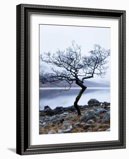 Solitary Tree on the Shore of Loch Etive, Highlands, Scotland, UK-Nadia Isakova-Framed Photographic Print