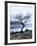 Solitary Tree on the Shore of Loch Etive, Highlands, Scotland, UK-Nadia Isakova-Framed Photographic Print