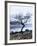 Solitary Tree on the Shore of Loch Etive, Highlands, Scotland, UK-Nadia Isakova-Framed Photographic Print