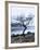 Solitary Tree on the Shore of Loch Etive, Highlands, Scotland, UK-Nadia Isakova-Framed Photographic Print