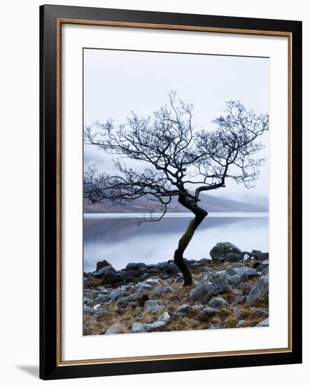 Solitary Tree on the Shore of Loch Etive, Highlands, Scotland, UK-Nadia Isakova-Framed Photographic Print