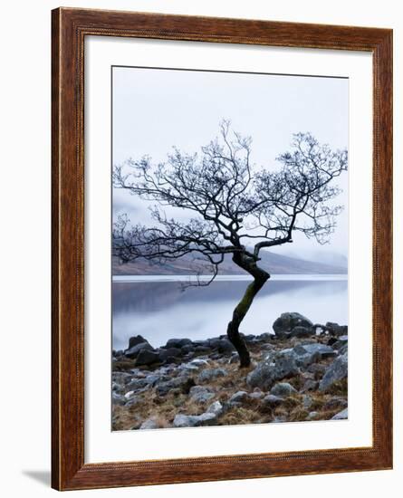 Solitary Tree on the Shore of Loch Etive, Highlands, Scotland, UK-Nadia Isakova-Framed Photographic Print