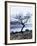 Solitary Tree on the Shore of Loch Etive, Highlands, Scotland, UK-Nadia Isakova-Framed Photographic Print