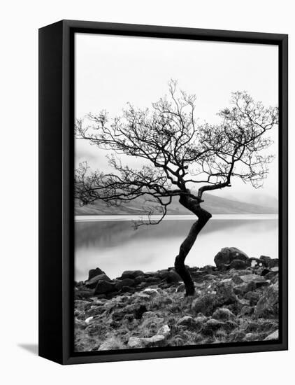 Solitary Tree on the Shore of Loch Etive, Highlands, Scotland, UK-Nadia Isakova-Framed Premier Image Canvas