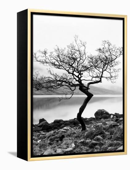 Solitary Tree on the Shore of Loch Etive, Highlands, Scotland, UK-Nadia Isakova-Framed Premier Image Canvas