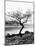 Solitary Tree on the Shore of Loch Etive, Highlands, Scotland, UK-Nadia Isakova-Mounted Photographic Print