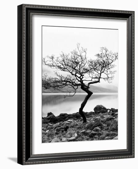 Solitary Tree on the Shore of Loch Etive, Highlands, Scotland, UK-Nadia Isakova-Framed Photographic Print