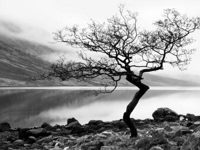 'Solitary Tree on the Shore of Loch Etive, Highlands, Scotland, UK ...