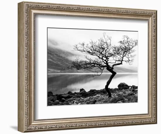 Solitary Tree on the Shore of Loch Etive, Highlands, Scotland, UK-Nadia Isakova-Framed Photographic Print