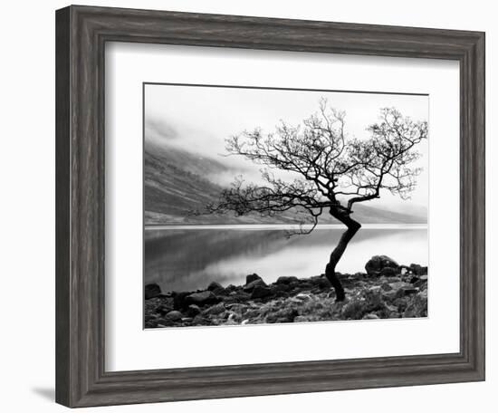 Solitary Tree on the Shore of Loch Etive, Highlands, Scotland, UK-Nadia Isakova-Framed Photographic Print