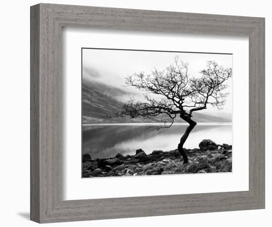 Solitary Tree on the Shore of Loch Etive, Highlands, Scotland, UK-Nadia Isakova-Framed Photographic Print