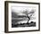 Solitary Tree on the Shore of Loch Etive, Highlands, Scotland, UK-Nadia Isakova-Framed Photographic Print