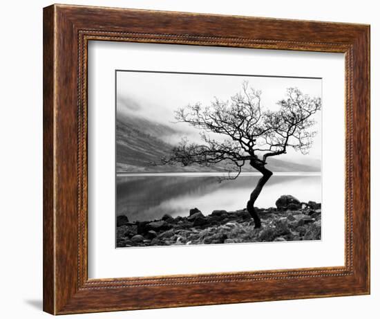 Solitary Tree on the Shore of Loch Etive, Highlands, Scotland, UK-Nadia Isakova-Framed Photographic Print