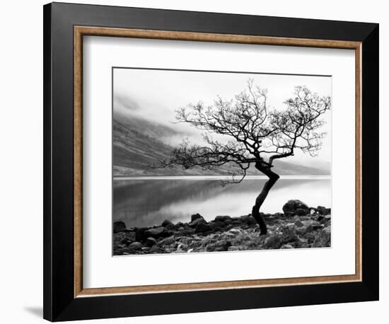 Solitary Tree on the Shore of Loch Etive, Highlands, Scotland, UK-Nadia Isakova-Framed Photographic Print