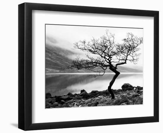 Solitary Tree on the Shore of Loch Etive, Highlands, Scotland, UK-Nadia Isakova-Framed Photographic Print