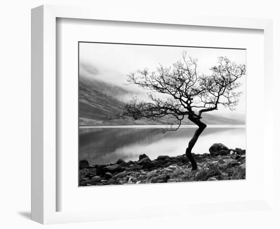 Solitary Tree on the Shore of Loch Etive, Highlands, Scotland, UK-Nadia Isakova-Framed Photographic Print