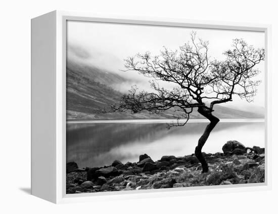 Solitary Tree on the Shore of Loch Etive, Highlands, Scotland, UK-Nadia Isakova-Framed Premier Image Canvas