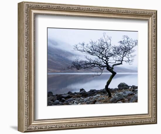 Solitary Tree on the Shore of Loch Etive, Highlands, Scotland, UK-Nadia Isakova-Framed Photographic Print