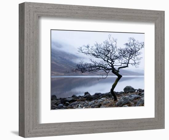 Solitary Tree on the Shore of Loch Etive, Highlands, Scotland, UK-Nadia Isakova-Framed Photographic Print