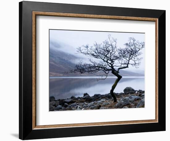 Solitary Tree on the Shore of Loch Etive, Highlands, Scotland, UK-Nadia Isakova-Framed Photographic Print