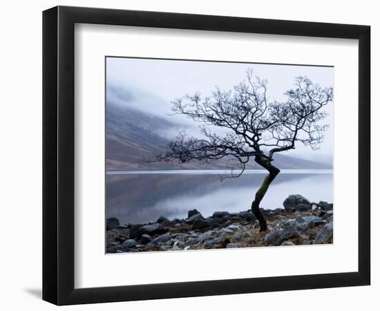 Solitary Tree on the Shore of Loch Etive, Highlands, Scotland, UK-Nadia Isakova-Framed Photographic Print