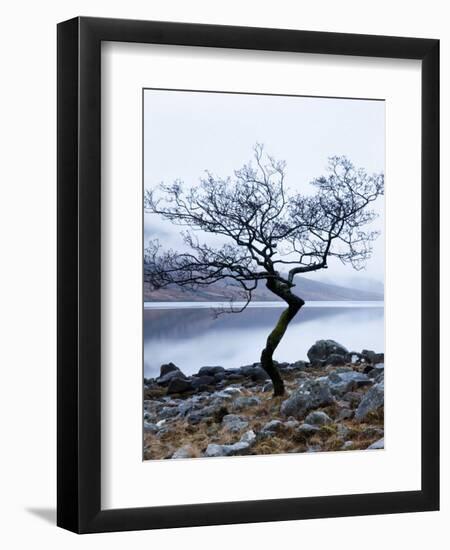 Solitary Tree on the Shore of Loch Etive, Highlands, Scotland, UK-Nadia Isakova-Framed Photographic Print