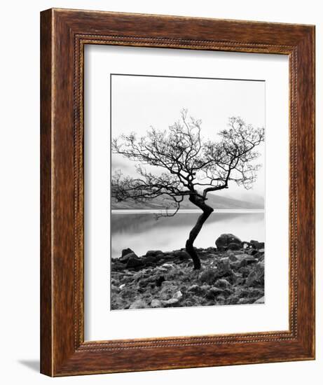 Solitary Tree on the Shore of Loch Etive, Highlands, Scotland, UK-Nadia Isakova-Framed Premium Photographic Print