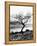 Solitary Tree on the Shore of Loch Etive, Highlands, Scotland, UK-Nadia Isakova-Framed Premier Image Canvas