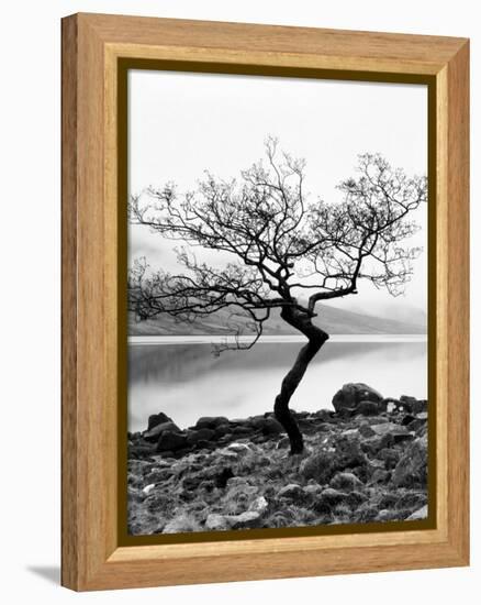 Solitary Tree on the Shore of Loch Etive, Highlands, Scotland, UK-Nadia Isakova-Framed Premier Image Canvas