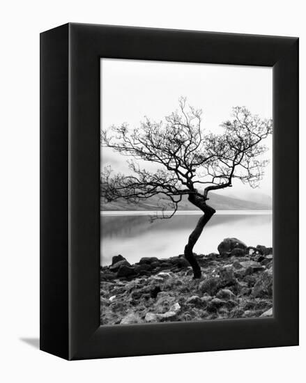 Solitary Tree on the Shore of Loch Etive, Highlands, Scotland, UK-Nadia Isakova-Framed Premier Image Canvas