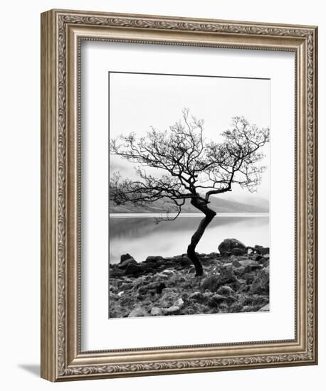 Solitary Tree on the Shore of Loch Etive, Highlands, Scotland, UK-Nadia Isakova-Framed Photographic Print