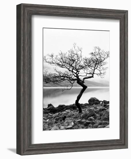 Solitary Tree on the Shore of Loch Etive, Highlands, Scotland, UK-Nadia Isakova-Framed Photographic Print