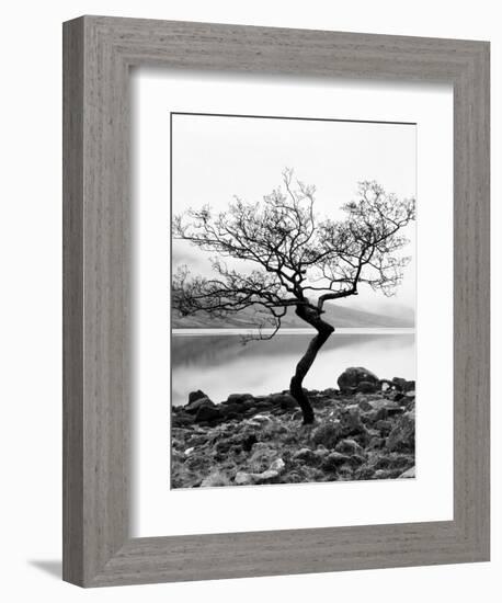 Solitary Tree on the Shore of Loch Etive, Highlands, Scotland, UK-Nadia Isakova-Framed Photographic Print