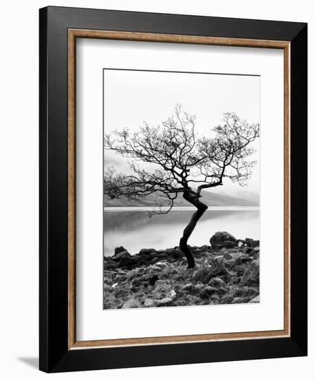 Solitary Tree on the Shore of Loch Etive, Highlands, Scotland, UK-Nadia Isakova-Framed Photographic Print