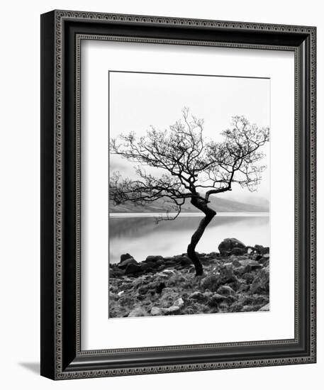 Solitary Tree on the Shore of Loch Etive, Highlands, Scotland, UK-Nadia Isakova-Framed Photographic Print