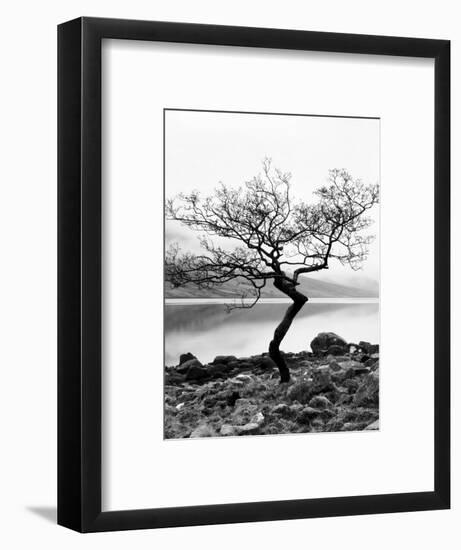 Solitary Tree on the Shore of Loch Etive, Highlands, Scotland, UK-Nadia Isakova-Framed Photographic Print