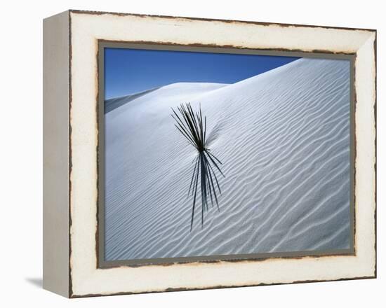 Solitary Yucca Grows on Gypsum Sand Dune, White Sands National Monument, New Mexico, USA-Jim Zuckerman-Framed Premier Image Canvas