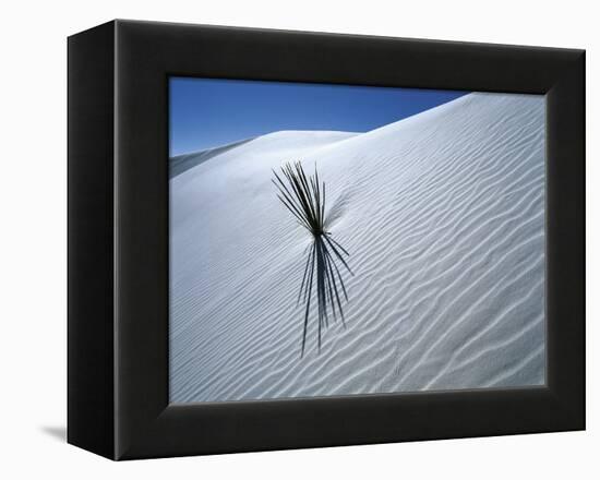 Solitary Yucca Grows on Gypsum Sand Dune, White Sands National Monument, New Mexico, USA-Jim Zuckerman-Framed Premier Image Canvas