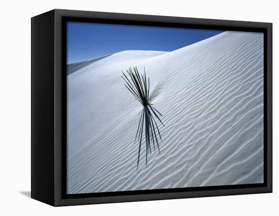 Solitary Yucca Grows on Gypsum Sand Dune, White Sands National Monument, New Mexico, USA-Jim Zuckerman-Framed Premier Image Canvas