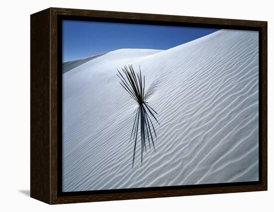 Solitary Yucca Grows on Gypsum Sand Dune, White Sands National Monument, New Mexico, USA-Jim Zuckerman-Framed Premier Image Canvas