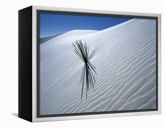 Solitary Yucca Grows on Gypsum Sand Dune, White Sands National Monument, New Mexico, USA-Jim Zuckerman-Framed Premier Image Canvas