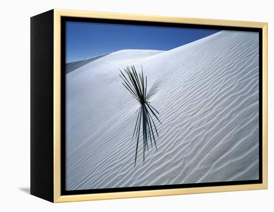 Solitary Yucca Grows on Gypsum Sand Dune, White Sands National Monument, New Mexico, USA-Jim Zuckerman-Framed Premier Image Canvas