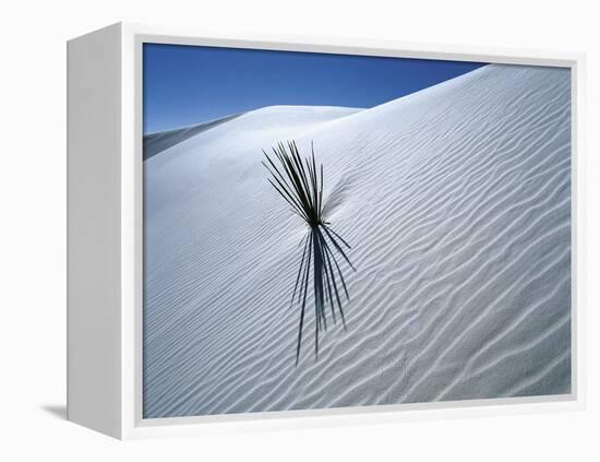 Solitary Yucca Grows on Gypsum Sand Dune, White Sands National Monument, New Mexico, USA-Jim Zuckerman-Framed Premier Image Canvas