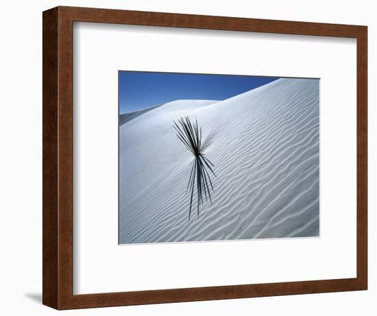 Solitary Yucca Grows on Gypsum Sand Dune, White Sands National Monument, New Mexico, USA-Jim Zuckerman-Framed Photographic Print