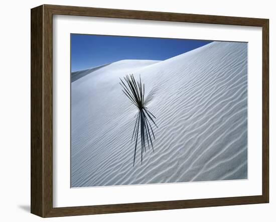 Solitary Yucca Grows on Gypsum Sand Dune, White Sands National Monument, New Mexico, USA-Jim Zuckerman-Framed Photographic Print