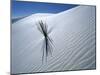 Solitary Yucca Grows on Gypsum Sand Dune, White Sands National Monument, New Mexico, USA-Jim Zuckerman-Mounted Photographic Print