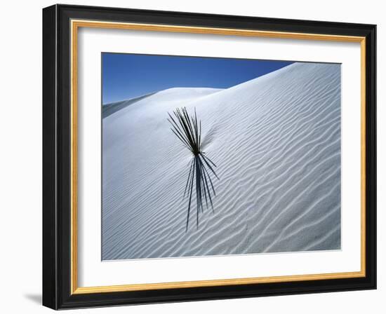 Solitary Yucca Grows on Gypsum Sand Dune, White Sands National Monument, New Mexico, USA-Jim Zuckerman-Framed Photographic Print