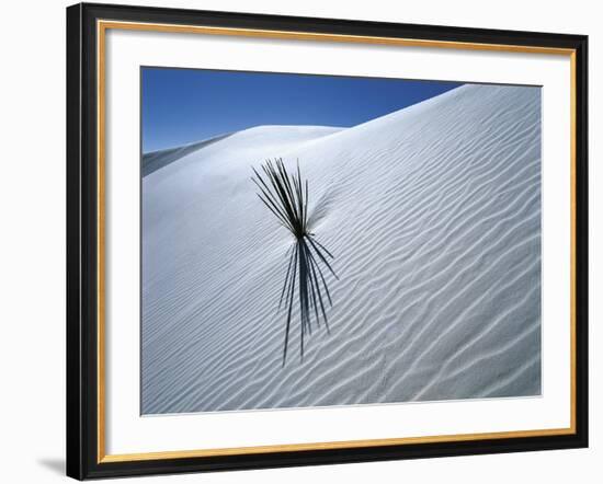 Solitary Yucca Grows on Gypsum Sand Dune, White Sands National Monument, New Mexico, USA-Jim Zuckerman-Framed Photographic Print