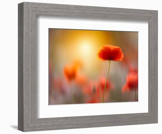 Solitary-Marco Carmassi-Framed Photographic Print